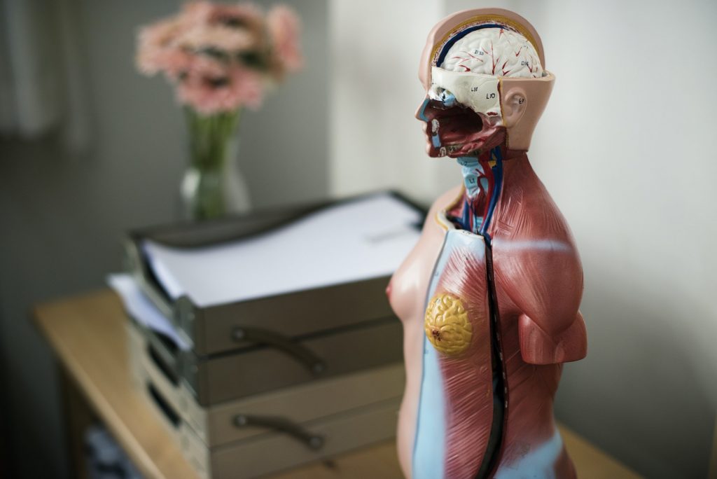 Human anatomy model
